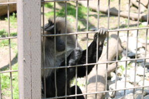 IMG 4518