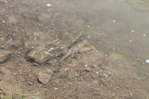 IMG 4571