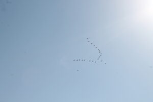 IMG 7308